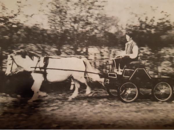 Menwagen voor pony van ongeveer 1.20m en leren tuig